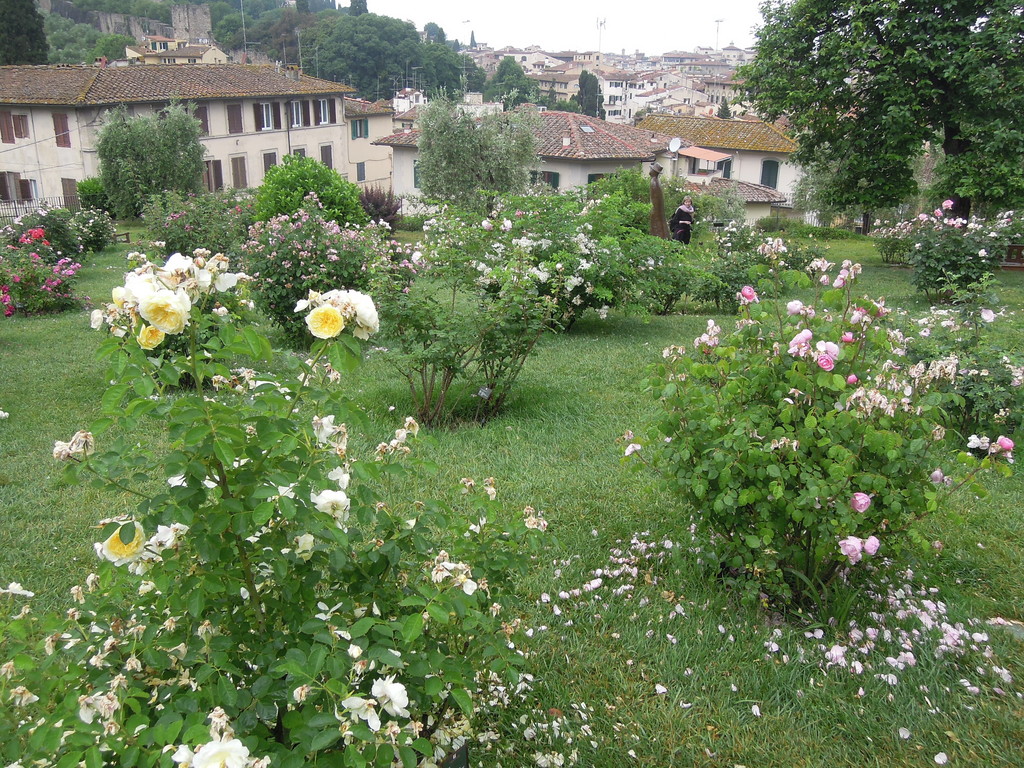 perfect-view-firenze-roses-art-b8ce3a2e3